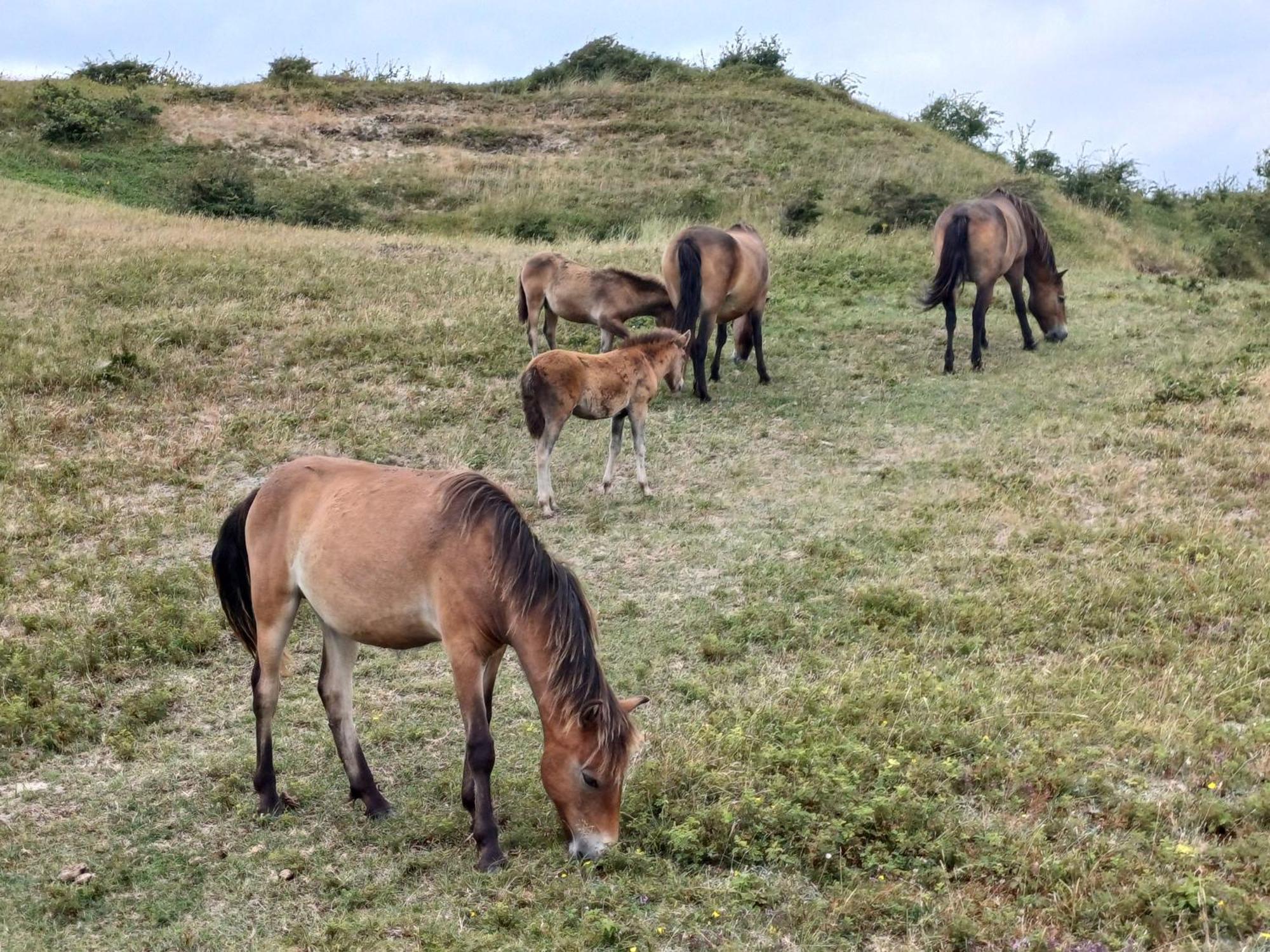 Vila Vrije Vogels Warmenhuizen Exteriér fotografie